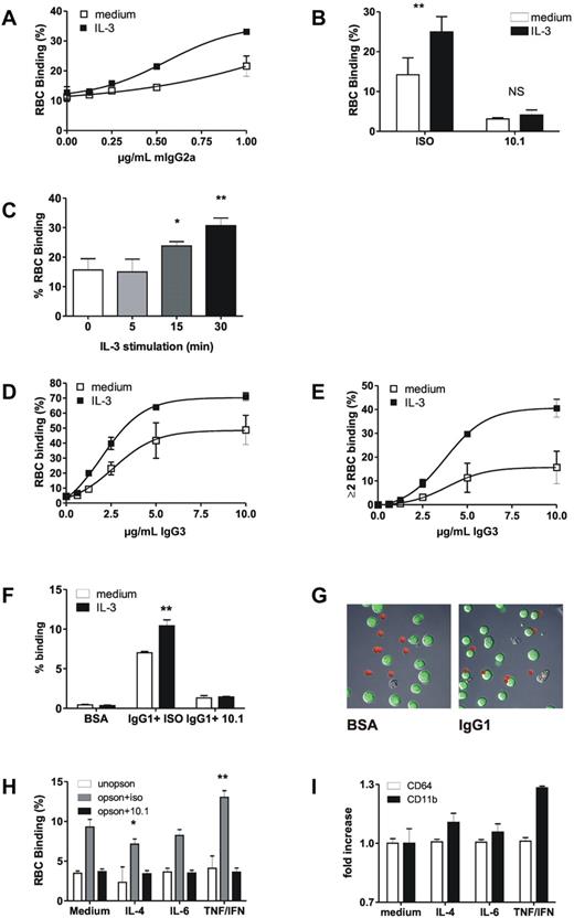 Figure 2. Stimulation of primary monocytes and Ba/F3-FcγRI cells results in enhanced IC binding. Percentage of Ba/F3-FcγRI cells binding RBCs opsonized with IgG2a (A-C) or human IgG3 (D-E). Open squares represent starved cells, filled squares represent starved Ba/F3-FcγRI cells stimulated with IL-3 for 1 hour. (B) EA rosette assay in the presence of FcγRI-specific mAb 10.1 (10.1) or isotype control (iso). **P < .01; NS: not significant, t test. (C) Effect of duration of IL-3 stimulus on IC binding. *P < .05; **P < .01, t test. (D) Binding of 1 or more RBCs to Ba/F3 cells. (E) Binding of 2 or more RBCs to Ba/F3 cells. Datapoints represent the means of at least 3 replicates. Similar results were obtained in 3 independent experiments. ***P < .001. (F) Binding of Ba/F3-FcγRI cells to BSA or IgG1-coupled beads in the presence of 10.1 mAb (10.1) or isotype control (ISO). Similar results were obtained in 3 independent experiments. **P < .01, t test. (G) Rosetting of BSA and IgG1-coupled beads with Ba/F3-FcγRI cells visualized with fluorescence microscopy. Beads are detected in the red channel, Ba/F3-FcγRI in the green channel. (H) Binding of unopsonized (unopson) and opsonized (opson) erythrocytes to primary monocytes in the presence of 10.1mAb (10.1) or isotype control (iso). Data represent means of triplicates measured from 1 donor. Similar results were seen in 3 of 4 donors. *P < .05; **P < .01. (I) FcγRI (CD64) and CD11b expression on CD14+ gated monocytes. Shown is the fold increase in surface expression relative to unstimulated (medium) cells. Data represent mean from triplicates.