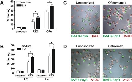 Figure 3. Cellular activation leads to enhanced FcγRI-mediated binding of opsonized tumor celllines. (A) Percentage of Ba/F3- FcγRI cells binding to Daudi cells opsonized with Rituximab (RTX), Ofatumumab (OFA) or unopsonized (unopson) Daudi cells. E/T ratio was 1/2. (B) Percentage of Ba/F3- FcγRI cells binding to Cetuximab (CTX) or unopsonized (unopson) A1207. E/T ratio was either 1/2 or 1/4. Data represent the means of at least 3 replicates. FcγRI-blocking mAb 10.1 was used to investigate FcγRI-dependent binding (not shown) *P < .05. Experiment was repeated 3 times yielding similar results. (C-D) Binding of IL-3 stimulated Ba/F3-FcγRI to Ofatumumab-opsonized Daudi cells (C) or Cetuximab-opsonized A1207 cells (D) determined with fluorescence microscopy. Ba/F3-FcγRI cells are shown in green, Daudi and A1207 cells in red. Arrowheads denote contacts between Ba/F3-FcγRI and tumor cells.