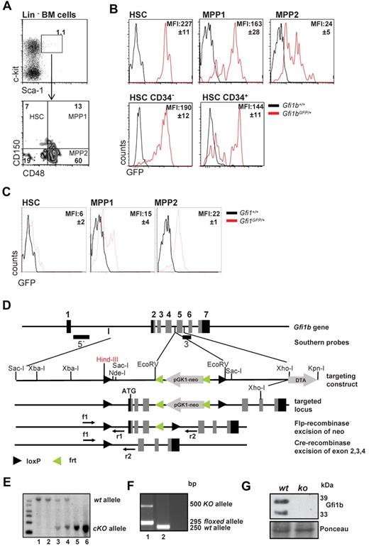 Figure 1. Gfi1 and Gfi1b expression in HSCs and MPPs and deletion of Gfi1b by gene targeting. (A) Gating scheme for HSCs and MPPs. Bone marrow cells were stained for the indicated markers and were electronically gated for Lin−, Sca-1+, c-kit+ (LSK) cells. The LSK subset was further analyzed for expression of CD150 and CD48 and was subdivided in HSCs (LSK, CD150+, CD48−), MPP1 (LSK, CD150+, CD48+), and MPP2 (LSK, CD150−, CD48+), according to published procedures. Results are representative for at least 3 independent experiments. (B) Activity of the Gfi1b promoter is followed by green fluorescence in cells isolated from Gfi1b:GFP knock-in mice based on the gating scheme indicated under A. Mean fluorescence intensity of GFP (MFI, representing Gfi1b promoter activity) is indicated. Representative for at least 3 independent experiments. The differences in the MFI of GFP of the different subsets were statistically significant (n = 3; P ≤ .05). (C) Activity of the Gfi1 promoter is followed by green fluorescence in cells isolated from Gfi1:GFP knock-in mice based on the gating scheme indicated under A. Mean fluorescence intensity of GFP (MFI, representing Gfi1 promoter activity) is indicated. Representative for at least 3 independent experiments. The differences in the MFI of GFP of the different subsets were statistically significant (n = 3; P ≤ .05). (D) Scheme of the murine Gfi1b locus and the targeting strategy to generate the conditional Gfi1b mouse allele. Exons 2 (which contains the ATG of Gfi1b), 3, and 4 are flanked by loxP sites. Upon activation of a Cre allele, these exons will be excised, thereby abrogating the expression of the Gfi1b protein. (E) Southern blot of DNA obtained from tails of wt (lane 1-2), Gfi1bfl/+ (lane 3-4), or Gfi1bfl/fl (lane 5-6) mice. DNA samples were restricted with HindIII. Using the 5′ probe described in D, correct recombination of the locus with the targeting vector is demonstrated by appearance of a 6-kb fragment, whereas the wt restriction fragment has a length of 10.5 kb. (F) Polymerase chain reaction genotyping of DNA from tail tip cells of a MxCre tg Gfi1bfl/fl mouse (1) and a wt mouse (2). Mice were injected with pIpC, and the detection of a ko allele is the result of contaminating lymphocytes in the tail. (G) Western blot of Abelson transformed pre-B-cell lines established from bone marrow from pIpC-treated Gfi1bfl/fl and MxCre tg Gfi1bfl/fl mice. Excision of the Gfi1b locus was stimulated with interferon treatment and abrogated the expression of Gfi1b protein in these cell lines. As loading control, Ponceau staining is shown.