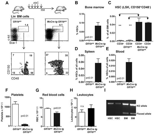 Figure 2. Loss of Gfi1b increases the frequency of hematopoietic stem cells (HSC) in bone marrow, spleen, and blood. (A) Course of pIpC treatment of MxCre tg Gfi1bfl/fl mice and gating strategy to determine HSC and MPP frequencies using the indicated markers to stain bone marrow cells. Loss of Gfi1b significantly enhances the number of HSCs defined as LSK, CD150+,CD48−. Results are representative for at least 3 independent experiments. (B) Frequency of HSCs in the bone marrow (n = 14) of wt and Gfi1b-deficient mice was determined by flow cytometry (P ≤ .001 for both) 30 days after the first (equivalent to 21 days after the last) pIpC injection. (C) Frequency of CD34+ and CD34− HSCs in the bone marrow (n = 4) of wt and Gfi1b-deficient mice was determined by flow cytometry (P ≤ .01) 30 days after the first (equivalent to 21 days after the last) pIpC injection. (D) Frequency of HSCs in the spleen of wt (n = 3) and Gfi1b- (n = 5) deficient mice was determined by flow cytometry (P ≤ .01) 30 days after the first (equivalent to 21 days after the last) pIpC injection. (E) Frequency of HSCs in the peripheral blood (n = 6) of wt and Gfi1b-deficient mice was determined by flow cytometry (P ≤ .01 for both) 30 days after the first (equivalent to 21 days after the last) pIpC injection. (F) Gfi1bfl/fl and MxCre tg Gfi1bfl/fl were treated with pIpC, and 30 days after the first injection, peripheral blood cells were analyzed by an Advia blood analyzer. Loss of Gfi1b decreases platelet numbers (n = 6 for Gfi1bfl/fl and MxCre tg Gfi1bfl/fl) (P ≤ .01). (G) As in F for red blood cells (n = 6; P ≤ .01). (H) As in F for leukocytes. (I) Genotyping of sorted HSC from pIpC-injected MxCre tg Gfi1bfl/fl mice. Excision of the Gfi1b allele was efficient, and nonexcised alleles are below detection limit in HSCs.