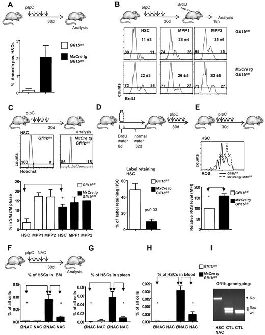 Figure 3. Gfi1b restricts proliferation and activation of HSCs. (A) Frequency of apoptosis of HSCs in the bone marrow (n = 3) of wt and Gfi1b-deficient mice was determined by flow cytometry (P ≤ .001 for both) using Annexin staining. (B) Mice were intraperitoneally injected with BrdU 18 hours before analysis. Bone marrow cells were stained for the indicated markers and for BrdU. A representative result from 3 independent examinations is shown. Mean values and SDs of the 3 independent experiments are depicted; P ≤ .05 for difference in cell cycle progression between wt and Gfi1b-deficient HSCs. (C) Bone marrow cells of pIpC-treated Gfi1bfl/fl and MxCre tg Gfi1bfl/fl mice were stained with the specific antibodies to define HSCs, Hoechst 3342 and verapamil according to manufacturer's instruction. Cells were then electronically gated to define HSCs (LSK, CD150+, CD48−), and Hoechst levels were determined. A histogram representative for 3 independent examinations is shown. (Bottom panel) Quantification of 3 independent experiments for HSCs and different MPP fractions; P ≤ .05 for difference in cell cycle progression between wt and Gfi1b-deficient HSCs. Values were obtained 30 days after the first (equivalent to 21 days after the last) pIpC injection. (D) Schematic outline to detect BrdU+ cells following published procedures. Forty percent of wt HSCs were qualified as “label retaining” whereas only 12% of Gfi1bko/ko HSCs still retained the label (BrdU; n = 4 for Gfi1bfl/fl and n = 4 for MxCre tg Gfi1bfl/fl; P ≤ .05). (E) Detection of reactive oxygen species (ROS) in HSCs. (Top panel) A representative result from 3 independent experiments is shown. (Bottom panel) Quantification of ROS levels in HSCs from animals with indicated genotypes (MFI, n = 3). Values were obtained 30 days after the first (equivalent to 21 days after the last) pIpC injection. (F) Frequency of HSCs in the bone marrow of wt (n = 7) and (n = 6) Gfi1b-deficient mice, which received N-Acetylcystein (NAC) or were left untreated (n = 14 for wt and Gfi1b deficient). Frequency of HSCs was determined by flow cytometry (P ≤ .01 between untreated and NAC-treated Gfi1b-deficient HSCs). Values were obtained 30 days after the first (equivalent to 21 days after the last) pIpC injection. (G) Frequency of HSCs in the spleen of wt (n = 3) and Gfi1b- (n = 4) deficient mice, which received NAC or were left untreated (n = 3 for wt and n = 5 Gfi1b-deficient) was determined by flow cytometry (P ≤ .01 between untreated and NAC-treated Gfi1b-deficient HSCs). (H) Frequency of HSCs in the peripheral blood of wt (n = 3) and Gfi1b- (n = 5) deficient mice, which received NAC or were left untreated (n = 6 for both genotypes), was determined by flow cytometry (P ≤ .01 between untreated and NAC-treated Gfi1b-deficient HSCs). (I) Genotyping of Gfi1b-deficient HSCs sorted from NAC and pIpC-treated Gfi1b-deficient mice. HSCs: genotyping of HSCs after treatment with NAC. NAC treatment did not affect excision of floxed Gfi1b exons and nonexcised HCSs were below detection level. CTL: Two controls with 1 sample consisting of cells with a flox/wt constellation and 1 sample consisting of wt cells.