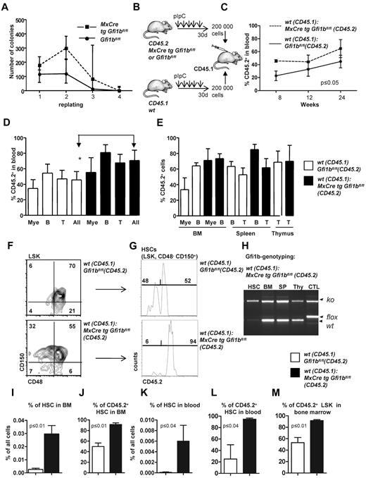 Figure 4. Transplantation of Gfi1b-deficient bone marrow. (A) About 20 000 bone marrow cells of pIpC-treated Gfi1bfl/fl and MxCre tg Gfi1bfl/fl mice were seeded on methylcellulose. After the indicated time periods (10 days), number of colonies was determined, cells were resuspended, and 10 000 cells of the suspension were replated (n = 6). Cell numbers were analyzed at indicated time points. (B) Scheme depicting the transplantation of equal number of bone marrow cells. About 200 000 bone marrow cells from pIpC-treated Gfi1bfl/fl or MxCre tg Gfi1bfl/fl (Gfi1bko/ko; both CD45.2+) mice were transplanted with 200 000 CD45.1+ bone marrow cells into lethally irradiated CD45.1+ mice. (C) Percentage of CD45.2–positive cells (% CD45.2) in the blood after transplantation acquired at indicated time points (n = 4). (D) CD45 chimerism in the blood was determined 24 weeks after transplantation in recipient mice (n = 4) overall (All) and for the indicated lineages. Myeloid (Mac-1), B-lymphoid (B220), T-lymphoid (CD3). The difference is significant (P ≤ .05) for CD45 chimerism between wt and Gfi1b-deficient cells, when all leukocytes are taken into account (All). (E) CD45 chimerism was determined 24 weeks after transplantation in the blood, bone marrow, spleen, and thymus of recipient mice (n = 4). (F) Frequencies of HSCs were determined in mice 24 weeks after transplantation with wt CD45.1 cells and with either wt CD45.2 BM cells or with Gfi1b-deficient CD45.2+ bone marrow cells (n = 4). (G) The relative proportion of HSCs originating from CD45.2 wt or CD45.2 Gfi1b-deficient HSCs was determined and is shown after electronic gating on CD150+CD48− cells depicted in F. (H) HSCs, bone marrow (BM), splenocytes (SP), thymocytes (thy) from mice transplanted with wt CD45.1 and Gfi1b-deficient CD45.2 bone marrow cells were genotyped and tested for the presence of the wt (CD45.1) and Gfi1b flox and Gfi1b ko alleles. (I) The frequencies of HSCs in mice either transplanted with wt CD45.1 and wt CD45.2 bone marrow cells or mice transplanted with wt CD45.1 and Gfi1b-deficient (MxCre tg Gfi1bfl/fl) bone marrow cells was determined (n = 4, P ≤ .01). (J) Quantification of which proportion of HSCs originates from CD45.2 wt or CD45.2 Gfi1b-deficient HSCs in mice transplanted with wt CD45.1 and wt CD45.2 bone marrow cells or mice transplanted with wt CD45.1 and Gfi1b-deficient bone marrow cells (MxCre tg Gfi1bfl/fl; n = 4, P ≤ .01). (K) The frequency of HSCs circulating in the peripheral blood of mice either transplanted with wt CD45.1 and wt CD45.2 bone marrow cells or mice transplanted with wt CD45.1 and CD45.2 Gfi1b-deficient bone marrow cells (MxCre tg Gfi1b fl/fl; n = 4, P ≤ .01). (L) Quantification of which proportion of HSCs circulating in blood originates from CD45.2 wt or CD 45.2 Gfi1b-deficient HSCs in CD45.1 mice transplanted with wt CD45.1 and wt CD45.2 bone marrow cells or CD45.1 mice transplanted with wt CD45.1 and Gfi1b-deficient bone marrow cells (n = 4, P ≤ .01). (M) Quantification of which proportion of Lin−, Sca-1+, c-kit+ (LSK) cells in bone marrow originate from CD45.2 wt or CD45.2 Gfi1b-deficient HSCs in CD45.1 mice transplanted with wt CD45.1 and wt CD45.2 HSCs or CD45.1 mice transplanted with wt CD45.1 and Gfi1b-deficient bone marrow cells (n = 4, P ≤ .01).
