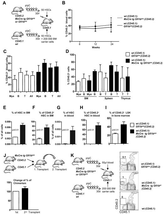 Figure 5. Transplantation of Gfi1b-deficient, flow-sorted HSCs. (A) Fifty HSCs originating from either wt (CD45.1) or Gfi1bko/ko (CD45.2) mice were transplanted into lethally irradiated CD45.1+ mice. Twenty-four weeks after transplantation, mice were euthanized and examined for the contribution of Gfi1b-deficient HSCs to the different lineages. (B) Percentage of CD45.2–positive cells (%CD45.2) in the blood at indicated time points after transplantation (n = 3). (C) CD45 chimerism in the blood was determined 24 weeks after transplantation in recipient mice (n = 3) overall (All) and for the indicated lineages. Myeloid (Mac-1), B-lymphoid (B220), T-lymphoid (CD3). The difference is significant (P ≤ .05) for CD45 chimerism between wt and Gfi1b-deficient cells, when all leukocytes are taken into account (All). (D) CD45 chimerism was determined 24 weeks after transplantation in the blood, bone marrow, spleen, and thymus of recipient mice (n = 3). (E) The frequency of bone marrow HSCs in mice either transplanted with wt CD45.1 and wt CD45.2 HSC cells (white) or mice transplanted with wt CD45.1 and Gfi1b-deficient (MxCre tg Gfi1bfl/fl) HSCs (black) was determined (n = 3, P ≤ .01). (F) Quantification which proportion of HSCs originates from CD45.2 wt or CD45.2 Gfi1b-deficient HSCs in mice transplanted with either wt CD45.1 and wt CD45.2 HSCs or mice transplanted with sorted HSC cells from wt CD45.1 and Gfi1b-deficient CD45.2 mice (MxCre tg Gfi1bfl/fl) (n = 3, P ≤ .01). (G) Frequency of HSCs circulating in the peripheral blood of mice either transplanted with wt CD45.1 and wt CD45.2 HSCs or mice transplanted with wt CD45.1 and Gfi1b-deficient CD45.2 HSCs (n = 3, P ≤ .01). (H) Quantification of which proportion of HSCs circulating in blood originates from CD45.2 wt or CD 45.2 Gfi1b-deficient HSCs in CD45.1 mice transplanted with wt CD45.1 and wt CD45.2 HSCs or CD45.1 mice transplanted with wt CD45.1 and Gfi1b-deficient HSCs (n = 3, P ≤ .01). (I) Quantification of which proportion of Lin−, Sca-1+, c-kit+ (LSK) cells in bone marrow originate from CD45.2 wt or CD 45.2 Gfi1b-deficient HSCs in mice transplanted with wt CD45.1 and wt CD45.2 HSCs or CD45.1 mice transplanted with wt CD45.1 and Gfi1b-deficient HSCs (n = 3, P ≤ .01). (J) Serial transplantation. Mice were transplanted with bone marrow from wt CD45.1 and Gfi1b-deficient (CD45.2) mice. After 24 weeks, chimerism in peripheral blood was determined, and 2 million bone marrow of these chimeric mice was transplanted into new lethally irradiated CD45.1 recipient mice. After 16 weeks, chimerism in the blood in these secondary transplanted mice was determined. The percentage of CD45.2 cells in the blood of the secondary transplant recipients was compared with the percentage of CD45.2 cells from the first transplant. The observed chimerism in the first transplant was set to 100% (n = 7 for second transplant, P ≤ .15). (K) Cells from 50 μL of blood were obtained from wt CD45.2 or Gfi1b-deficient CD45.2 mice and were transplanted together with 200 000 bone marrow cells from wt CD45.1 mice. Twelve weeks after transplantation, number of CD45.2 cells (which was set to 1 for CD45.2 Gfi1b-deficient blood cells) within all hematopoietic cells (CD45) in blood was determined. As a control for specificity of the CD45.2 antibody, blood obtained from an untreated CD45.1 mouse was used.