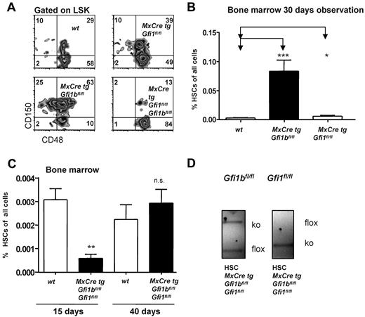 Figure 6. Loss of both Gfi1 and Gfi1b reduces the number of HSCs. (A) Flow cytometric analysis of bone marrow cells of pIpC-treated wt, MxCre tg Gfi1bfl/fl, MxCre tg Gfi1fl/fl, and MxCre tg Gfi1fl/fl Gfi1bfl/fl mice after electronic gating for LSK cells and for the indicated markers. Results for MxCre tg Gfi1fl/fl Gfi1bfl/fl were obtained 15 days after the first pIpC injection (4 days after the last pIpC injection). (B) As in panel A, with frequencies depicted in percent with regard to total bone marrow (*P ≤ .05; ***P ≤ .001; n = 14 for wt, n = 14 for MxCre tg Gfi1bfl/fl and n = 3 for MxCre tg Gfi1fl/fl). (C) Simultaneous deletion of Gfi1 and Gfi1b reduced the frequency of HSCs in bone marrow by 10-fold approximately 15 days after the first pIpC injection of HSCs (**P ≤ .01). Frequencies of HSCs again reach normal (wt) levels in pIpC-injected MxCre tg Gfi1fl/fl Gfi1bfl/fl mice, when measured 40 days after the first pIpC injection (n = 14 for wt, n = 14 for MxCre tg Gfi1bfl/fl, n = 3 for MxCre tg Gfi1fl/fl, and n = 3 for MxCre tg Gfi1fl/fl Gfi1bfl/fl). (D) Genotyping of sorted HSCs of pIpCinjected MxCre tg Gfi1fl/fl Gfi1bfl/fl mice 15 days after the first pIpC injection. Excision of the Gfi1 allele is complete, showing the presence of a functional Cre recombinase, but excision of the Gfi1b allele is incomplete.