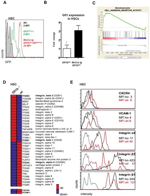 Figure 7. Gfi1b regulates Gfi1 and the expression of surface molecules important for niche organization. (A) MxCre tg Gfi1bfl/fl Gfi1GFP/wt, wt, and Gfi1bfl/fl Gfi1GFP/wt mice were injected with pIpC, and 30 days after the first injection (equivalent to 21 days after the last injection) mice were killed and examined for expression of GFP, which follows the activity of the Gfi1 promoter. Loss of Gfi1b leads to an enhanced activity of the Gfi1 promoter. (B) Real-time polymerase chain reaction analysis of Gfi1 gene expression in HSCs from mice with the indicated genotypes (n = 3). (C) Example of the clustering of Gfi1b effector genes enriched in a specific geneset (Adhesion molecules) generated using the GSEA software (http://www.broad.mit.edu/gsea/).(D) Overview of genes differentially expressed in wt and Gfi1b-deficient HSCs. Red bars represent relatively high and blue bars low expression levels (average fold induction or repression) in Gfi1bko/ko HSCs compared with wt HSCs. CXCR4 and VCAM-1 were not included in the GESA defined adhesion molecule pathway but were also down-regulated on the RNA level. (E) Expression level of different surface adhesion proteins. The expression of these proteins was changed in analogy to the gene expression array results. Mean fluorescence intensities (MFIs) of the respective surface molecules in Gfi1bko/ko (ko) and wt HSCs (wt) are depicted. Dotted line indicates isotype controls.