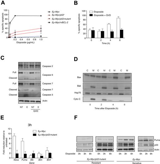 Figure 1. Response of Eμ-Myc cell lines to DNA-damaging drugs in vitro. (A) Eμ-Myc cell lines with functional p53 (Eμ-Myc, n = 6 independently derived lymphomas; black circles), harboring either mutant p53 (Eμ-Myc/p53 mutant, n = 3; red diamonds) or a targeted p53-deleted allele (with subsequent loss of heterozygosity of wild-type allele) (Eμ-Myc/p53−/−, n = 4; red triangles), or retrovirally overexpressing BCL-2 (Eμ-Myc/rvBCL-2, n = 3; blue squares) were left untreated or treated for 24 hours with etoposide (0-1 μg/mL). Cell death expressed as percent specific apoptosis. Mean ± SEM from 3-6 independent cell lines for each genotype, from 3 independent experiments per cell line. (B) Eμ-Myc/p53+/+ cell line AF47-T2 treated with etoposide (1 μg/mL) in the presence or absence of QVD-OPH (25μM) with cell death assessed at 2, 4, and 6 hours. Mean ± SEM from 3 independent experiments. Similar results for 2 further Eμ-Myc/p53+/+ cell lines (AH29 and AH54). (C) The Eμ-Myc/p53+/+ cell line, AF47-T2, was treated with etoposide (E; 1 μg/mL) in the presence or absence of QVD-OPH (QVD, 25μM) for 6 hours, prior to the assessment for caspase processing by Western blot analysis. Comparable results for the Eμ-Myc cell line AH29. NT = not treated. (D) Subcellular redistribution assay demonstrating, for Eμ-Myc cell line AF47-T2, the movement of BAX to the mitochondrial fraction (“M”) and concomitant translocation of cytochrome c from mitochondria into the cytosol (“C”) after treatment with etoposide (1 μg/mL) for 6 hours. BAK and HSP70 provide loading controls. Comparable results were obtained with the Eμ-Myc cell line, AH29. (E) Eμ-Myc/p53+/+ and Eμ-Myc/p53−/− cell lines (n = 3 for each genotype) were treated with etoposide (1 μg/mL) for 3 hours and assessed by RT-PCR for BH3-only gene mRNA expression. Mean fold change ± SEM from 3 independent experiments. (F) Eμ-Myc/p53+/+ and Eμ-Myc/p53−/− cell lines (n = 2 for each genotype) were treated with etoposide (1 μg/mL) for 6 hours and assessed by Western-blot analysis for levels of PUMA and p53 proteins.