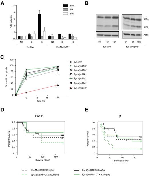 Figure 3. Bim contributes to DNA-damage response of Eμ-Myc lymphomas in vivo. (A) Eμ-Myc cell lines or Eμ-Myc cell lines lacking p53 were treated with etoposide (1 μg/mL) for 3 or 6 hours and assessed for the levels of BH3-only gene mRNA. Mean ± SEM from 3 independent experiments. (B) Eμ-Myc cell lines or Eμ-Myc cell lines lacking p53 were left untreated or treated with etoposide (1 μg/mL) in the presence of QVD-OPH (25μM) for 6 or 18 hours and assessed for the levels of BIM protein by Western blotting, with β-actin serving as a loading control. (C) Cell lines derived from independent Eμ-Myc lymphomas of the indicated genotypes (lacking Bik, Bad, Bim, Bid, Bmf, or p53) were treated with etoposide (0.2 μg/mL) for the indicated times in vitro and cell death was assessed by flow cytometry. Mean ± SEM from 3-7 independent cell lines per genotype, with each cell line analyzed in at least 3 independent experiments. No significant differences were noted, except for the Eμ-Myc/p53−/− cell lines. (D-E) Response of Eμ-Myc lymphomas to CTX in vivo, shown as Kaplan-Meier survival curves. Mice were transplanted with Eμ-Myc lymphoma cells (d0) and treated, once spleens were palpable, from around d12. Pre-B (D) or B-cell (E) Eμ-Myc and Eμ-Myc/Bim−/− lymphomas were treated with 200 or 300 mg/kg CTX. Data were pooled from 2-13 independent lymphomas of each genotype; 2-10 recipient mice per treatment per independent lymphoma (supplemental Table 1).
