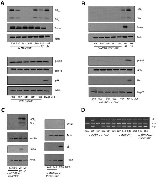 Figure 5. c-MYC-retrovirus driven lymphomas lacking Puma, Noxa, and Bim. (A) Western blot analysis of PUMA, BIM, p19Arf, p53, and β-actin or heat shock protein 70 (loading controls) of cell lines derived from rv c-MYC–driven lymphomas lacking p53 (A), or lacking both PUMA and BIM (B), or lacking NOXA, PUMA and BIM (C), confirmed allele-specific genotyping data (data not shown). BIM protein was variably expressed in cell lines lacking p53. Immortalized mouse embryo fibroblasts (MEFs) were included as positive controls for p19Arf overexpression. MN97 = Eμ-Myc/Noxa−/− lymphoma was included as a positive control for PUMA expression, and MP24 = Eμ-Myc/Puma−/− lymphoma was included as a negative control for PUMA expression. (D) Genomic PCR for the Cdkn2a locus of rv c-MYC–driven cell lines of the different genotypes: exons 1α, 1β, 2. For 2 of the 5 rv c-MYC–driven Puma−/−Bim−/− cell lines tested, deletion of both exons 1α and 2 was observed, consistent with the loss of p16Ink4a and p19Arf.