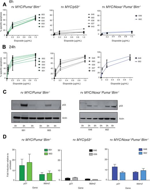 Figure 6. c-MYC retrovirus-driven lymphomas lacking Puma, Noxa, and Bim are as drug resistant as those lacking p53. (A-B) Cell lines derived from rv c-MYC–driven lymphomas of the different genotypes were treated with etoposide (0.04, 0.2, or 1.0 μg/mL for 6 (A) or 24 hours (B). Data represent mean ± SEM from at least 3 independent experiments (each independent cell line represented by an individual line). (C) Induction of p53 protein following DNA damage with etoposide. More p53 protein is evident at 6 hours postexposure to etoposide in rv c-MYC-Noxa−/−Puma−/−Bim−/−, consistent with the fact that cell death is not as great at this time point in this genotype, relative to the rv c-MYC-Puma−/−Bim−/− cell line. (D) Induction of the p53 target genes, p21 and Mdm2, following exposure to etoposide relative to untreated controls. Data for individual lymphoma cell lines represent mean ± SEM 3 independent experiments).