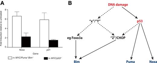 Figure 7. Regulation of Noxa, Puma, and Bim following DNA damage. (A) rv c-MYC-driven Puma−/−Bim−/− and p53−/− cell lines (derived from n = 3 independent lymphomas per genotype) were treated with etoposide (0.2 μg/mL) for 6 hours in the presence of QVD-OPH (25μM) and assessed for levels of mRNA of the genes indicated. Data represent mean ± SEM from 3 independent experiments. (B) Regulation of Noxa, Puma, and Bim following DNA damage: Regulation of Bim may be p53 dependent or independent. p53 activation directly induces the BH3-only genes, Noxa and Puma. p53 activation (possibly indirect) may also trigger the induction of C/EBP-homologous protein, which, in turn, may elevate Bim. X, Y, and Z represent unidentified potential regulators of Bim transcriptional induction.