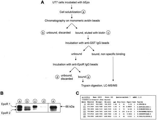 Figure 1. Identification of TfR2 as an EpoR binding partner. (A) Strategy for identification of EpoR partners. At the end of the purification process, proteins were directly digested on the beads by trypsin, peptides were recovered and analyzed by mass spectrometry using a LTQ-Orbitrap. (B) Detection of the EpoR at each step of the purification process by Western blotting. Material corresponding to 5 × 105 cells from purification steps indicated in panel A was analyzed by Western blot using anti-EpoR antibodies. EpoR 1: cell surface form of the EpoR; EpoR 2: precursor form of the EpoR. (C) Results of Mascot analysis of the mass spectrometry data. Peptides matching with TfR2 are listed.