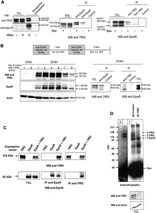 Figure 2. EpoR interacts with TfR2 in hematopoietic cells. (A) EpoR and TfR2 interact in UT7 cells. Left panel, UT7 cells were stimulated or not with biotinylated Epo (bEpo; 10 U/mL) for 10 minutes. After solubilization, the proteins were precipitated with streptavidin beads. The precipitated proteins and total cell lysates were analyzed by Western blotting using anti-TfR2 and anti-EpoR antibodies. Middle panel, UT7 cells were stimulated or not by Epo. After solubilization, proteins were immunoprecipitated using anti-EpoR or control antibodies and analyzed by Western blotting using anti-TfR2 antibodies. Right panel, UT7 cells were stimulated or not by Epo (10 U/mL). After solubilization, proteins were immunoprecipitated using anti-TfR2 or control antibodies and analyzed by Western blotting using anti-EpoR antibodies. (B) Association between EpoR and TfR2 in human erythroid progenitors. Primary human erythroid progenitors were produced from circulating hematopoietic progenitors using a 2-step culture protocol. Left panel, determination of TfR2 and EpoR expression in CD36− cells and during erythroid differentiation of the CD36+ population. Right panel, on day 6 after CD36 cell sorting, CD36+ cells were harvested and solubilized. Proteins were immunoprecipitated using anti-EpoR antibodies or anti-TfR2 antibodies and then analyzed by Western blotting. (C) Association between EpoR and TfR2 in transfected HEK293 cells. HEK293 cells were transfected by expression vectors encoding TfR2, EpoR, or both. Expression of TfR2 and EpoR was analyzed by Western blotting using total cell lysates. After solubilization, proteins were immunoprecipitated using anti-EpoR or anti-TfR2 antibodies and analyzed by Western blot. (D) Cross-linking of 125I-Epo in UT7 cells with or without sh TfR2 expression. UT7 cells expressing control shRNA or TfR2 shRNA were stimulated for 10 minutes with 125I-Epo and treated with DSS to cross-link the proteins. After solubilization, EpoR was immunoprecipitated (panel 1). Immunoprecipitates from sh control cells were then submitted to denaturation by boiling in electrophoresis sample buffer, followed by a second immunoprecipitation using TfR2 antibodies (panel 2). Proteins were subsequently analyzed by polyacrylamide gel electrophoresis and autoradiography.32 The exposure times were 24 hours and 10 days for panels 1 and 2, respectively.