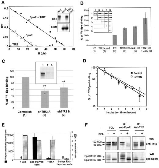 Figure 3. The expression of TfR2 increases the number of EpoR molecules at the cell surface. (A) Analysis of 125I-Epo binding to HEK293 cells transfected with expression vectors for TfR2 (filled triangles), EpoR (empty squares) or both (filled squares) by the Scatchard method as previously described.2 The efficient expression of TfR2 and EpoR was verified by Western blotting (insert). (B) 125I-Epo binding to HEK293 cells transfected or not (NT) with plasmids encoding TfR2, Jak2, and/or EpoR (ER). Cells were incubated for 10 minutes with 125I-Epo and specifically bound radioactivity was measured. The histogram shows the means ± SD from 5 independent experiments. Insert presents the results of Student t test analysis: NS: not significant, *P < .05, **P < .01, ***P < .001. (C) TfR2 knockdown via shRNA reduces Epo binding to EpoR in UT7 cells. Aliquots of 2 × 106 UT7 cells expressing control shRNA, TfR2 shRNA A, or TfR2 shRNA B were incubated for 10 minutes with 125I-Epo and specifically bound radioactivity was then measured. The presented results correspond to 6 independent experiments; 100% correspond to 125I-Epo specific binding in cells expressing a control shRNA and ranged from 11 450 cpm to 19 372 cpm in the 6 experiments. The inhibition of TfR2 expression was verified by Western blotting. Insert, (1) = sh Control; (2) = sh TfR2 A; (3) = sh TfR2 B. ** indicate a significant difference (P < .01) relative to cells transfected with the control shRNA. Difference between cells expressing shTfR2 A and shTfR2 B was not significant (P > .35). (D) Stability of the cell surface EpoR in UT7 cells expressing either a control or TfR2 shRNA construct. Epo-starved UT7 cells were incubated with 500μM cycloheximide for the indicated times and cell surface EpoRs were quantified after a 10-minute incubation with 1nM 125I-Epo. (E-F) TfR2 and EpoR proteins interact at an early stage of the maturation process. UT7 cells were Epo-starved and incubated in the absence or presence of 5 μg/mL BFA for 15 hours. Cell viability was tested by measuring cellular ATP levels after that deprivation period and UT7 cells deprived for 3 days of Epo were used as control. EpoR cell surface expression was also tested using radiolabeled Epo in viable Epo-deprived cells (ND: not done; 3E). UT7 cells were solubilized, proteins were immunoprecipitated using anti-EpoR or anti-TfR2 antibodies, and analyzed by Western blotting (3F).