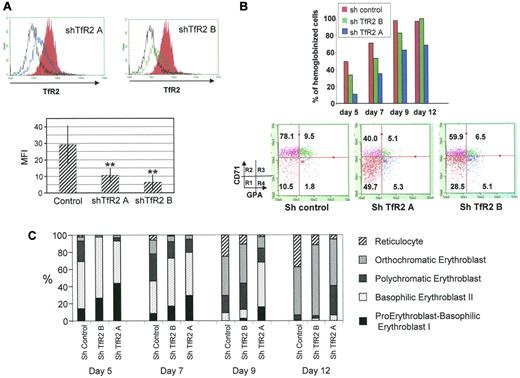 Figure 4. A TfR2 knockdown retards human erythroid progenitor differentiation. (A) Flow cytometric analysis of cell surface TfR2 expression in CD36+ cells at day 4 of the culture expressing a control shRNA (solid red), TfR2 shRNA A (blue line), TfR2 shRNA B (green line). The black line in the top panels corresponds to an isotypic control labeling. The top panels show a typical experiment, the bottom panel presents the results of 4 independent experiments showing the decrease of mean fluorescence intensity due to TfR2 knockdown. (B) Top panel, percentage of hemoglobinized cells determined by benzidine staining of day 5, 7, 9, and 12 cultures after CD36+ cell sorting. Bottom panel, expression levels of TfR1 (CD71) and GPA measured by flow cytometric analysis of control and TfR2 knockdown cells on culture day 4. R1, R2, R3, and R4 populations were determined as described previously.34 (C) Evaluation of erythroid differentiation on days 5, 7, 9, and 12 of culture after CD36+ cell sorting. Cell classifications were established after May-Grunwald Giemsa staining of cytospin preparations.