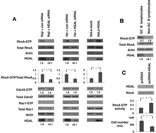 Figure 1. HGAL induces RhoA activation. (A) Raji and VAL lymphoma cells, transfected with siRNA for HGAL or scrambled control siRNA 48 hours before the experiments, and HeLa cells stably transfected with pcDNA3.1-HGAL or pcDNA3.1-mock plasmids, were starved for 8 hours and then seeded on fibronectin for 60 minutes. Cellular extracts were prepared and RhoA, CDC42 and Rac1 pull down assays were performed. HGAL knockdown and equal loading were confirmed by immunoblotting with HGAL and actin antibodies. Results are representative of 3 independent experiments. Densitometry analysis of normalized RhoA-GTP to total RhoA is presented. The values in the control samples were arbitrarily defined as 1. Error bars represent SD; * indicates a statistically significant difference (P < .05) between experimental conditions. Normalized densitometry measurements for CDC42 and HGAL are also shown below the corresponding blots. (B) RhoA pull down assays in CD77+ GC B cells and CD77– cells enriched from normal tonsils. (C) B lymphocytes, enriched from peripheral blood of healthy volunteers, were transfected with control or HGAL-encoding plasmids. 48 hours later the cells were stimulated with LPA and RhoA activity was assessed in triplicates by G-Lisa RhoA Activation Assay kit (Cytoskeleton Inc). * indicates a statistically significant difference (P = 3.3 × 10−5). Fraction of the same lymphocytes was used in IL-6 chemotaxis assay, demonstrating significant (P = 6.6 × 10−4) inhibition in chemotaxis of HGAL-expressing normal lymphocytes.