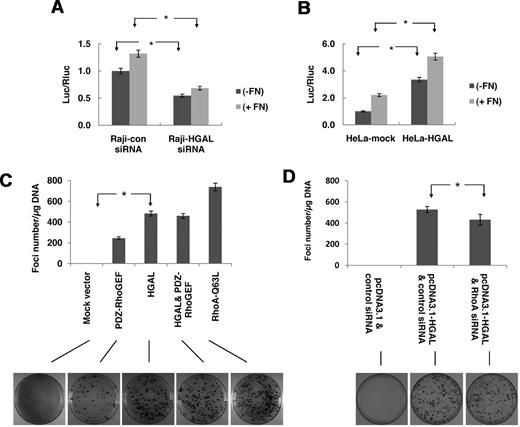 Figure 3. HGAL augments transcriptional effects and transformation potential of RhoA. (A) Raji lymphoma cells were transfected with SRF-driven luciferase reporter construct pSRE-Luc and pRL-TK plasmids and with either siRNA for HGAL or scrambled control siRNA. Forty-eight hours after transfection the cells were starved for 8 hours and then either plated on FN-coated or noncoated plates for 60 minutes followed by determination of luciferase activity. Numbers refer to luciferase activities representing means + SD of the mean of 3 independent experiments, each performed in triplicate. * indicate statistically significant (all below P < .01) difference. (B) HeLa cells stably transfected with pcDNA3.1-HGAL or pcDNA3.1-mock plasmids were transiently transfected with pSRE-Luc and pRL-TK. Forty-eight hours after transfection the cells were starved for 8 hours and then either plated on FN-coated or noncoated plates for 60 minutes and luciferase activity was determined as described in panel A. (C-D) NIH 3T3 cells were transfected with pcDNA3.1-mock, or pcDNA3.1-RhoAQ63L, pcDNA3.1-HGAL and pcDNA3.1-PDZ-RhoGEF alone or together with pcDNA3.1-HGAL (C) or pcDNA3.1-HGAL with control or RhoA siRNA (D). Cells were stained 3 weeks after transfection. Representative plates are depicted. Foci of transformation were counted in triplicate plates in independent transfections and the number of foci per μg of transfected DNA for each condition is shown as mean ± SD of the mean. * indicate statistically significant difference (all below P < .001 in panel C and P = .016 in panel D).