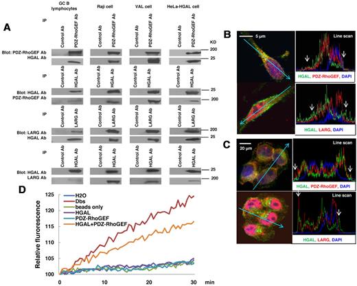 Figure 4. HGAL interacts with PDZ-RhoGEF and LARG and stimulates guanidine exchange activity. (A) Cellular lysates were extracted from unmanipulated isolated GC B lymphocytes and HeLa cells stably transfected with pcDNA3.1-HGAL, Raji and VAL cells seeded on fibronectin and subjected to immunoprecipitation with anti–PDZ-RhoGEF and LARG or HGAL antibodies, as well as control antibodies, followed by anti-HGAL and anti–PDZ-RhoGEF or anti-LARG Western immunoblotting, respectively. (B-C) Raji (B) and HeLa cells stably transfected with pcDNA3.1-HGAL (C) were seeded on fibronectin for 90 minutes and stained with DAPI (blue nuclear staining), antibodies to HGAL (green) and PDZ-RhoGEF or LARG (red). Slides were viewed on a Carl Zeiss LSM510/UV confocal microscope with 63×/1.4 NA plan apochromat objective lens and 2× zoom and processed with Zeiss LSM510 AIM 3.2 SP2 confocal microscope software. Z stack linescan images demonstrating proteins colocalization at the cell membrane (arrow) are shown; higher resolution images are shown in supplemental Figure 6. (D) PDZ-RhoGEF was immunoprecipitated from Raji cells and used in the RhoA N-methylanthraniloyl exchange assay, either alone or with purified HGAL protein. Purified Dbs protein served as a positive control, while immunoprecipitates with beads only, purified HGAL alone and water were used as negative controls. Results are representative of 3 independent experiments.