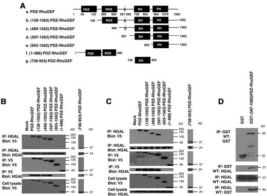 Figure 5. PDZ-RhoGEF interacts with HGAL through DH domain. (A) Structure of wild-type and 6 different V5 epitope tagged truncated mutants of PDZ-RhoGEF that were used to transfect Raji lymphoma cells expressing endogenous HGAL (B) and HEK-293T cells cotransfected with pcDNA3.1-HGAL vector (C). PDZ: PDZ domain; RGS: regulators of G protein signaling domain, B: protein sequence binding to actin, DH: Dbl-homology domain, PH: pleckstrin-homology domain. (B-C) Total cellular extracts prepared from the transfected Raji (B) and HEK-293T (C) cells were immunoprecipitated with anti-HGAL and anti-V5 antibodies and analyzed by Western blotting with anti-V5 and anti-HGAL antibodies, as indicated. The corresponding total cellular lysates were subjected to Western blot analysis using anti-HGAL and anti-V5 antibodies. (D) The purified GST-(597-1080)PDZ-RhoGEF or GST proteins were incubated with purified TRX-HGAL or TRX proteins for 12 hours. The co-precipitated HGAL and (597-1080)PDZ-RhoGEF were detected by immunoprecipitation with anti-HGAL and anti-GST antibodies followed by Western blotting with anti-GST and anti-HGAL antibodies, as indicated. Results are representative of 3 independent experiments.