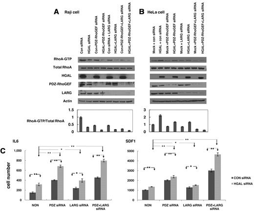 Figure 7. Cooperative effects of HGAL, PDZ-RhoGEF and LARG on RhoA activation and lymphocyte motility. (A) Raji cells transfected with either control siRNA or siRNA for HGAL alone or in combination with siRNAs for PDZ-RhoGEF, LARG or both were seeded on fibronectin. Cellular lysates were prepared and used for RhoA pull-down assay and Western blotting with anti-HGAL, PDZ-RhoGEF, LARG and actin antibodies. Densitometry analysis of normalized RhoA-GTP to total RhoA from 3 independent Western blot experiments is presented. The values in the control specimens were arbitrarily defined as 1. Error bars represent SD. (B) HeLa cells stably transfected with pcDNA3.1 or pcDNA3.1-HGAL were transfected with siRNAs for PDZ-RhoGEF, LARG or both and were seeded on fibronectin. Cellular lysates were prepared and used for RhoA pull-down assay and Western blotting with anti-HGAL, PDZ-RhoGEF, LARG and actin antibodies. Densitometry analysis of normalized RhoA-GTP to total RhoA from 3 independent Western blot experiments is presented. The values in the control specimens were arbitrarily defined as 1. Error bars represent SD. (C) VAL lymphoma cells were transfected with control siRNA or siRNA for HGAL and siRNAs for PDZ-RhoGEF, LARG or both. 48 hours after siRNA transfection, the cells were used for IL-6 and SDF1 chemotaxis assay performed in triplicate, as described in the “Chemotaxis assays.” Means + SD of the mean of 3 independent experiments are demonstrated. Statistically significant differences with *P < .05 and **P < .01.
