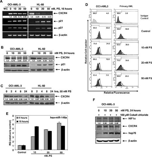 Figure 1. Treatment with PS depletes CXCR4 mRNA and protein expression in cultured and primary AML cells. (A) OCI-AML3 and HL-60 cells were treated with the indicated concentrations of PS for 16 hours. Then, total RNA was extracted and RT-PCR was performed for CXCR4, p21, and p27. A β-actin–specific PCR reaction served as a loading control for the amplification. (B) OCI-AML3 and HL-60 cells were treated with the indicated concentration of PS for 24 hours. After treatment, immunoblot analyses were performed for CXCR4 and p21 on the total cell lysates. The expression of β-actin in the lysates served as the loading control. (C) OCI-AML3 and HL-60 cells were treated with 50nM PS for the indicated times, and immunoblot analyses were performed as described in panel B. (D) OCI-AML3 and primary AML cells were treated with the indicated concentrations of PS for 24 hours. Then surface expression of CXCR4 was analyzed by flow cytometry using monoclonal phycoerythrin-conjugated 12G5 antibody. Values indicate the relative fluorescence of CXCR4 detected. (E) OCI-AML3 cells were treated with the indicated concentrations of PS for 4 and 16 hours. After treatment, total RNA was isolated and reverse transcribed with a specific stem loop primer for hsa-miR-146a. The resulting cDNAs were used for quantitative PCR with a TaqMan probe for hsa-miR-146a. Relative expression levels were normalized against 18S rRNA. (F) OCI-AML3 cells were treated with the indicated concentrations of PS for 24 hours in the presence of cobalt chloride. After treatment, cell lysates were prepared and immunoblot analyses were performed for HIF-1α, CXCR4, and hsp70. The expression levels of β-actin in the lysates served as the loading control.