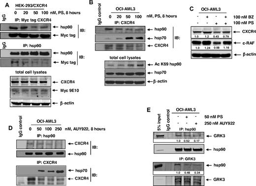 Figure 2. Treatment with PS or AUY922 depletes the binding of CXCR4 and GRK3 with hsp90 in AML cells. (A) HEK293/CXCR4 cells were treated with the indicated concentrations of PS for 8 hours. After treatment, cell lysates were prepared and Myc-tagged CXCR4 and hsp90 were immunoprecipitated. Immunoblot analyses were performed for Myc tag and hsp90 on the immunoprecipitates and total cell lysates. The expression levels of β-actin in the lysates served as the loading control. (B) OCI-AML3 cells were treated with the indicated concentrations of PS for 8 hours. At the end of treatment, cells were harvested and CXCR4 was immunoprecipitated from the total cell lysates. Immunoblot analyses were performed for CXCR4, hsp90, and hsp70 on the immunoprecipitates. Immunoblot analyses were also performed for acetylated K69 hsp90 and hsp70 in the total cell lysates. The expression levels of β-actin in the lysates served as the loading control. (C) OCI-AML3 cells were treated with the indicated concentrations of bortezomib (BZ) and PS for 8 hours. Then, total cell lysates were prepared and immunoblot analyses were performed for CXCR4 and c-RAF on the total cell lysates. The expression levels of β-actin in the lysates served as the loading control. (D) OCI-AML3 cells were treated with the indicated concentrations of AUY922 for 8 hours. At the end of treatment, cells were harvested and CXCR4 and hsp90 were immunoprecipitated from the total cell lysates. Immunoblot analyses were performed for CXCR4, hsp90, and hsp70 on the immunoprecipitates. (E) OCI-AML3 cells were treated with the indicated concentrations of PS or AUY922 for 4 hours. After treatment, hsp90 and GRK3 were immunoprecipitated from the total cell lysates. Immunoblot analyses were performed for GRK3 and hsp90 on the immunoprecipitates.