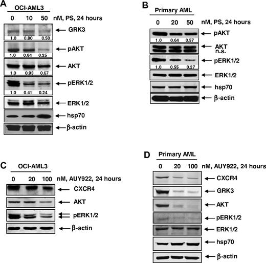Figure 3. Treatment with PS or AUY inhibits CXCR4-mediated signaling through AKT and ERK1/2 in cultured and primary AML cells. (A) OCI-AML3 cells were treated with the indicated concentrations of PS for 24 hours. After treatment, cells were lysed and immunoblot analyses were performed for CXCR4, GRK3, pAKT (Ser 473), AKT, pERK1/2, ERK1/2, and hsp70. The expression of β-actin in the lysates served as the loading control. (B) Primary AML cells were treated with the indicated concentrations of PS for 24 hours. After treatment, cell lysates were prepared and immunoblot analyses were performed for pAKT (Ser 473), AKT, pERK1/2, ERK1/2, and hsp70. The expression of β-actin in the lysates served as the loading control. (C) OCI-AML3 cells were treated with the indicated concentrations of AUY922 for 24 hours. After treatment, cells were lysed and immunoblot analyses were performed for CXCR4, AKT, and pERK1/2. The expression of β-actin in the lysates served as the loading control. (D) Primary AML cells were treated with the indicated concentrations of AUY922 for 24 hours. After treatment, cell lysates were prepared and immunoblot analyses were performed for CXCR4, GRK3, AKT, pERK1/2, ERK1/2, and hsp70. The expression of β-actin in the lysates served as the loading control.