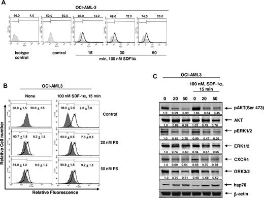 Figure 4. Cotreatment with PS inhibits SDF-1α-mediated internalization of CXCR4 in AML cells. (A) OCI-AML3 cells were treated with 100nM SDF-1α for the indicated times. After SDF-1α stimulation, cells were collected and surface expression of CXCR4 was assessed by staining the cells with anti-CXCR4 12G5 antibody and flow cytometry. (B) OCI-AML3 cells were treated with the indicated concentrations of PS for 24 hours followed by stimulation with 100nM SDF-1α for 15 minutes. Then, cells were collected and surface expression of CXCR4 was assessed by staining the cells with anti-CXCR4 (12G5) antibody and flow cytometry. (C) Immunoblot analyses of pAKT, AKT, pERK1/2, ERK1/2, CXCR4, GRK3, and hsp70 in total cell lysates from OCI-AML3 cells treated with the indicated concentrations of PS for 24 hours followed by stimulation with SDF-1α for 15 minutes. The expression of β-actin in the lysates served as the loading control.