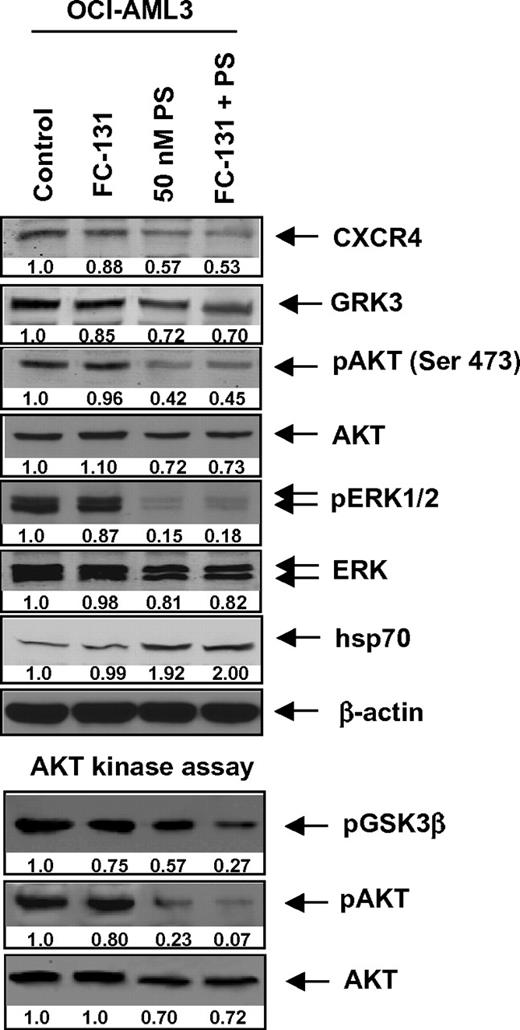 Figure 6. Treatment with FC-131 and/or PS inhibits CXCR4 signaling through AKT. OCI-AML3 cells were treated with 1 μM FC-131 and/or PS for 24 hours. Then, cells were harvested and immunoblot analyses were performed for CXCR4, GRK3, pAKT, AKT, pERK1/2, ERK1/2, and hsp70. The expression of β-actin in the lysates served as the loading control. Alternatively, activated AKT was immunoprecipitated from the total cell lysates of untreated and treated cells and used for AKT kinase activity assays. Immunoblot analyses were performed for phosphorylation of a GSK3β substrate as well as for pAKT and total AKT in the immunoprecipitates.