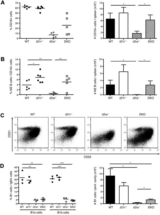 Figure 2. Marginal zone B-cell loss in il2ra−/− mice is restored in DKO mice. Analysis of B-cell populations in the spleen (A-C) and peritoneum (D) of 6- to 8-week-old mice. (A) Percentages (left panel) and total numbers (right panel) of CD19+ B cells. (B) Percentages of CD21+CD23− MZ B cells among total CD19+ B cells (left panel) and total number of MZ B cells (right panel). Symbols represent individual mice and values in column plots indicate averages ± SEM of groups of mice (n = 4-5/group). (C) Dot plots of CD21 and CD23 expression gated on CD19+ B cells of individuals representative for the group. Data are representative of at least 3 independent experiments. (D) Percentages of IgMhi CD23− CD5+ B1a cells and IgMhi CD23− CD5− B1b cells (left panel) and total B1 cell numbers (right panel) in the peritoneal cavity. Three mice per group were analyzed.
