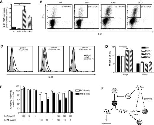 Figure 5. Enhanced IL-21 expression on CD4+ T cells in il2ra−/− and DKO mice is responsible for death of MZ B cells. (A) Expression of IL-21 mRNA in the spleen as determined by real-time PCR. Values show averages ± SEM of 3 mice per group. (B-D) IL-21 production measured by flow cytometry. Splenocytes of individual mice (n = 3/group) were stimulated with PMA and ionomycin for 4-hour prior staining of surface CD4 and intracellular IFN-γ and IL-21. (B) Dot plot profiles of IL-21 and IFNγ expression gated on CD4+ cells of individual samples representative for a group. Numbers indicate average percentage ± SD of IFN-γ+CD4+ cells. (C) Histograms represent the overlay of IL-21 expression stained by a soluble IL-21R-Fc gated on all CD4+ (left panel), CD4+IFNγ+ (middle panel), or CD4+IFNγ− (right panel) cells of WT (dashed line) and il2ra−/− (continuous line) splenocytes. The solid gray line indicates staining with a control-Fc. (D) Bar graph shows averages ± SEM of the geometric MFI of staining with IL-21R-Fc gated on IFNγ+ and IFNγ− cells. Data shown are representative of 2 independent experiments. The dashed line indicates the MFI obtained when staining with a control-Fc. (E) MZ and FO B cells were purified as described in “Ex vivo follicular and MZ B-cell stimulation” and cultured with indicated concentrations of cytokines for 6 hours before measurement of viability by staining with 7-AAD. The bar graph shows viability relative to a medium control in each condition. Baseline viability in the absence of cytokines was ∼80% for FO B and ∼55% for MZ B cells. Similar results were obtained in 2 independent experiments. (F) Reciprocal roles of IL-2 and IL-21 in regulating MZ and FO B cells during inflammation. IL-2 is required for Treg development and function and might directly support survival of MZ B cells. In the absence of IL-2, the lack of functional Tregs results in the deregulated activation of CD4 cells, leading to secretion of IFNγ and IL-21. The latter directly and preferentially induces death of MZ B over FO B cells.