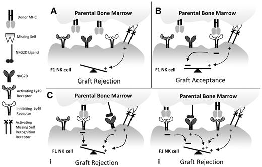 Figure 6. Schematic of hybrid resistance. (A) The classic model for hybrid resistance occurs when a subset of F1 NK cells does not express an inhibitory receptor for parental MHC. Here, missing self-recognition is sufficient to promote BM rejection. (B) Hybrid resistance is prevented when inhibitory receptors on F1 NK cells react with parental MHC and inhibit activation by missing self-recognition. (C) Additional pathways of rejection can occur when NKG2D is engaged on the F1 NK cell, even in the presence of inhibitory signals from binding parental MHC (i). In some subsets of NK cells, 2 additional activating signals (NKG2D and an activating Ly49) are required to overcome the inhibitory receptor signals in F1 NK cells resulting from interactions with parental MHC (ii).