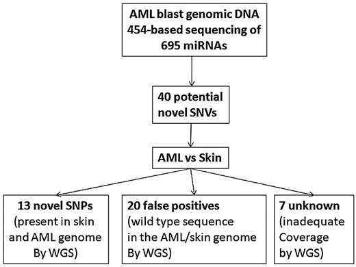 Figure 5. Deep sequencing of miRNA genes. All 695 miRNA genes present in the Sanger miRNA database at the time this study was initiated were PCR-amplified from leukemic genomic DNA from AML1 and subjected to 454-based sequencing. A total of 148 high confidence SNVs were identified, of which 108 were in dbSNPs. Analysis of previously generated whole genome sequence (WGS) data for the leukemic and skin (normal) genomes of AML1 showed that 13 novel germline SNPs were present in AML1. No somatic mutations were identified.