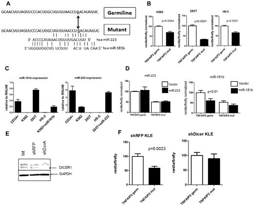 Figure 6. The TNFAIP2 3′-UTR mutation confers translation repression in a miRNA dependent fashion. (A) The sequence of the 3′-UTR of TNFAIP2 (14:102673002-102673041) flanking the A→G mutation at 14:102673033 is shown, along with predicted binding sites for miR-223 and miR-181b. (B) The region of the TNFAIP2 3′-UTR shown in panel A containing germline (TNFAIP2 germ) or mutated sequence (TNFAIP2 mut) was cloned downstream of Renilla luciferase (psi-check2 vector) and transiently transfected into K562, 293T, and HS-5 cells. Expression of Renilla luciferase relative to firefly luciferase (an internal control present in the psi-check2 vector) after normalization to the germline TNAIP2 3′-UTR signal is shown. (C) Expression of miR-223 and miR-181b relative to RNU48 is shown. (D) 293T or K562 cells were cotransfected with the TNFAIP2 3′-UTR Renilla luciferase reporter constructs and a vector directing high level expression of either miR-223 or miR-181b. Expression of Renilla luciferase relative to firefly luciferase is shown. (E) Representative Western blot showing DICER1 protein expression in parent KLE cells (Wt) or KLE cells expressing shRNA directed against the red fluorescent protein (shRFP) or DICER1 (shDcrA). The upper band is nonspecific. GAPDH was used as a loading control. (F) The shRFP and shDicer KLE cells lines were transiently transfected with the TNFAIP2 3′-UTR Renilla luciferase reporter constructs. Expression of Renilla luciferase relative to firefly luciferase is shown. Data represent the mean ± SEM of 3-5 independent experiments.