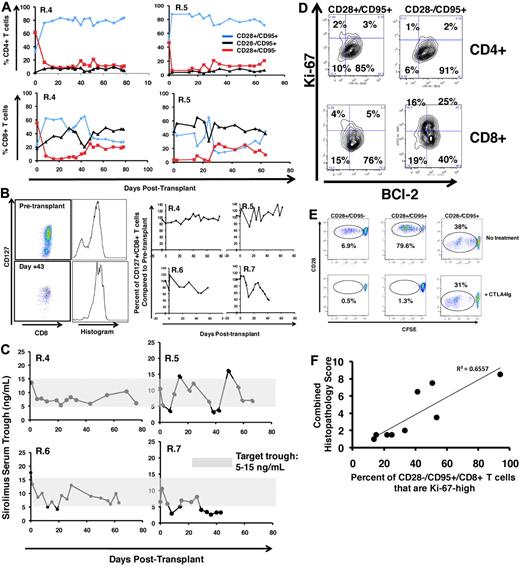 Figure 6. Flow cytometric analysis of CoBS-treated transplant recipients. (A) Longitudinal analysis of representative CD4+ (top) and CD8+ (bottom) T-cell subsets during CoBS treatment (R.4 and R.5 are shown). (B) CD127 expression on CD8+ T cells in CoBS-treated animals. (Left) Pseudocolor dot plots and histogram analysis are representative of CD127 expression on CD8+ T cells from R.5 analyzed both before transplantation (top) and on day 43 after transplantation (bottom). (Right) Longitudinal analysis is shown of CD127 expression on CD8+ T cells in R.4-R.7 normalized for pretransplantation expression levels of CD127. (C) Sirolimus levels measured longitudinally in animals R.4-R.7. The shaded area is the target trough range: 5-15 ng/mL. (D) BCl-2 and Ki-67 on CD4+ and CD8+ CD28+/CD95+ and CD28−/CD95+ T cells in a representative CoBS-treated animal (R.4). (E) CTLA4Ig-resistant alloproliferation of CD28− T cells as measured by CFSE (5,6-carboxyfluorescein diacetate, succinimidyl ester) MLR. (Top) Representative dot plots showing T-cell alloproliferation in CD28+/CD95−, CD28+/CD95+, and CD28−/CD95+ T-cell populations in the absence of CTA4Ig treatment. (Bottom) Representative dot plots showing T-cell alloproliferation in CD28+/CD95−, CD28+/CD95+, and CD28-−CD95+ T-cell populations in the presence of 1.6μM CTLA4Ig, showing CTLA4Ig-resistant alloproliferation existing in the CD28−/CD95+ subpopulation. A dose-response curve of 0.8-12.8μM CTLA4Ig was performed (not shown), with similar results observed for all concentrations of CTLA4Ig tested. For each population, the percentage of cells that had undergone ≥ 1 cell division was measured with FlowJo flow cytometry analysis software (Tree Star) and is noted on the corresponding dot plots. (F) Correlation of the percentage of Ki-67high CD28−/CD95+ CD8+ T cells with GVHD histopathology scores. The maximal percentage of CD28−/CD95+/CD8+ cells that up-regulated Ki-67 was compared with the total histopathology score (Table 4). The data fit a linear equation with an R2 = 0.6557.