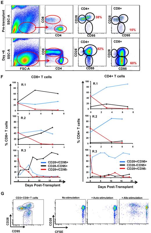 Figure 3. The flow cytometric signature of primate GVHD. (A) Longitudinal analysis of the white blood cell (WBC) count, absolute neutrophil count (ANC), and absolute lymphocyte count (ALC) in R.1-R.3. (B) Longitudinal analysis of the absolute CD8+ T-cell count, the absolute CD4+ T-cell count, the absolute CD20+ B-cell count, and the absolute CD16+ natural killer (NK) cell count in R.1-R.3. (C) Forward-scatter (FSC-A) versus side-scatter (SSC-A) flow cytometric analysis of the lymphocyte blast phenotype (red circle) in GVHD. Example from R.1 before transplantation (top) and on day 7 (bottom), during rapid T-cell expansion. (D) Down-regulation of CD127 in expanding CD8+ T cells during GVHD. Panels on the left show pseudocolor dot plots and histogram analysis of CD127 expression on CD8+ T cells analyzed both before transplantation (top) and on day 7 (bottom). Panels on the right show longitudinal analysis of CD127 expression on CD8+ T cells in R.1-R.3, compared with pretransplantation expression levels of CD127. (E) Representative flow cytometric analysis of R.2, showing the phenotypic shift away from naive T cells that occurred in both CD4+ and CD8+ compartments during GVHD; before transplantation (top), day 6 after transplantation (bottom). (Third column from the left, top, and bottom) Example of CD4+ T cells shifting to a CD28+/CD95+ predominant phenotype after transplantation (compare top with bottom rows). (Fourth column from the left) Example of CD8+ T cells shifting to a CD28−/CD95+ predominant phenotype after transplantation (compare top with bottom rows). (F) Longitudinal analysis of CD4+ and CD8+ T-cell subsets during GVHD. R.1-R.3 all shift toward a predominant CD28−/CD95+ CD8+ phenotype (left) and a predominant CD28+/CD95+ CD4+ phenotype (right). (G) Representative CFSE (5,6-carboxyfluorescein diacetate, succinimidyl ester) MLR analysis of the proliferation of CD28+ and CD28− CD8+ T cells. (Left) Representative flow cytometric analysis of CD3+/CD8+ T cells showing the CD28 and CD95 phenotypes. (Right) CFSE MLR analysis after a 5-day MLR culture. Minimal proliferation occurred in cultures incubated without any stimulators (“No stimulation”) or those incubated with autologous stimulator cells (“+ Auto-stimulation”). However, in those incubated with allogeneic PBMCs (“+ Allo-stimulation), proliferation occurred in both CD28+ and CD28− subpopulations. The results shown are representative of ≥ 5 separate MLR assays with the use of distinct donor:recipient pairs. (H) CFSE MLR analysis of flow cytometrically sorted CD28+ and CD28− populations. CD28+/CD95−, CD28+/CD95+, and CD28−/CD95+ CD8+ T cells were sorted with a FACSAria flow cytometer before CFSE MLR analysis either in the absence (left) or presence (right) of allogeneic stimulator cells. Shown are representative CFSE proliferation profiles from 1 of 3 replicate experiments. (I) Granzyme B expression is highly up-regulated during GVHD. Shown is a representative example of the mean fluorescence intensity of granzyme B in both CD28+/CD95+ and CD28−/CD95+ subpopulations for CD4+ and CD8+ T cells; granzyme B fluorescence before transplantation (black), granzyme B fluorescence at the time of necropsy in the setting of severe clinical GVHD (red). (J) BCl-2 and Ki-67 show significant shifts in expression during GVHD. (Top) Representative analysis from R.2, before transplantation. (Bottom) Day 6 after transplantation. (Left) T-cell subpopulations are first identified with CD28 and CD95 staining. The CD28+/CD95+ and CD28−/CD95+ cells were then queried for their expression of BCl-2 and Ki-67 (right). (K) CD4+/FoxP3+ cells expanded during GVHD in rhesus macaques. (Red) Longitudinal analysis of CD4+/FoxP3+ T-cell homeostasis in the untreated animals R.2, R.3, as well as a third MHC-disparate transplant recipient (R.1 could not be evaluated because of a technical problem with FoxP3 staining on the day of death). (Black) Longitudinal analysis of CD4+/FoxP3+ T-cell homeostasis in the CoBS-treated animals, R.4, R.5, and R.7 (R.6 could not be evaluated because of technical problems with CD3/CD4 staining for this animal). (L) FoxP3+/CD4+ T cells (gated population, and blue traces on the histograms) showed up-regulation of CD25, down-regulation of CD127, and up-regulation of CD27 compared with FoxP3−/CD4+ T cells (red traces).