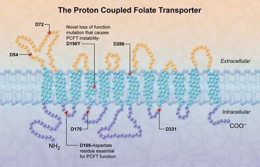 In the topologic diagram used by Shin et al1 to depict the transmembrane proton-coupled folate receptor, the location of conserved aspartate residues is shown. Mutation of aspartate to tyrosine at position 156 is responsible for instability of the receptor and consequent hereditary folate malabsorption in the patient whom they describe. The aspartate at position 109 is essential for stability of the molecule. (Professional illustration by Alice Chen.)