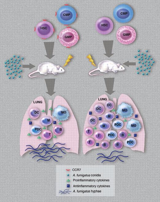 How cotransplantation of different classes of CCR7-null hematopoietic cells contribute to a cellular and cytokine microenvironment in the lungs of host animals that can efficiently respond to an A fumigatus infection. HSC indicates hematopoietic stem cells; CMP, common myeloid progenitors; GMP, granulocyte-monocyte progenitors; DC, dendritic cells; M, monocytes; MO, macrophages; pDC, plasmacytoid DC; T, T cells; and B, B cells. (Professional illustration by Marie Dauenheimer.)
