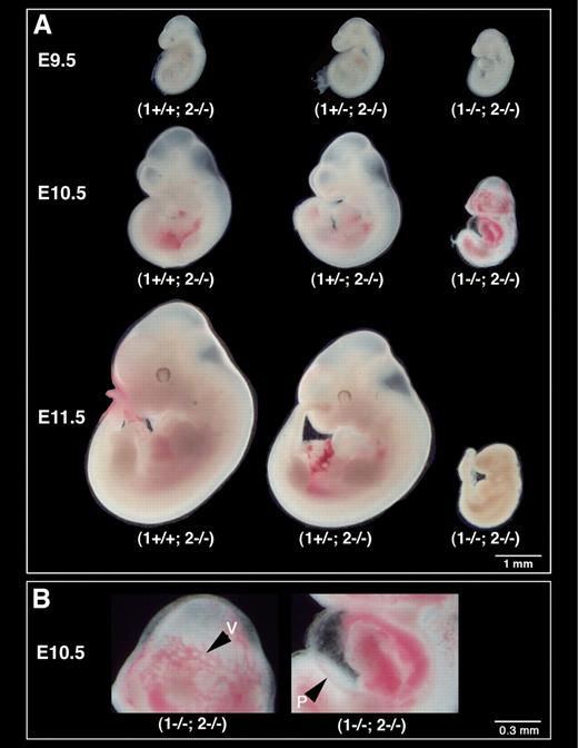 Figure 2. Loss of MT1-MMP and MT2-MMP leads to embryonic demise. (A) Whole mount darkfield images of mouse embryos. Double-deficient embryos (1−/−; 2−/−) at E9.5 are indistinguishable from their control littermates; at E10.5, however, they are easily distinguished by their retarded growth. (B) Double-mutant embryos moreover display dilated vasculature (v) and enlarged pericardia (P). All double-deficient embryos are dead at E11.5. Scale bars: (A) 1 mm; (B) 0.3 mm.