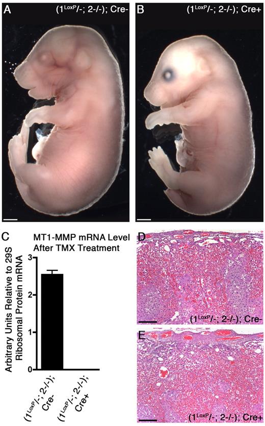 Figure 6. Conditional loss of MT1-MMP in an MT2-MMP deficient background after LA formation is compatible with development to term. (A) Whole mount preparation of a Cre− embryo treated with TMX after the LA was formed (from E12.5 to 16.5). (B) Cre+ littermate with identical gross appearance despite MT1-MMP and MT2-MMP-deficiency after TMX treatment. (C) Relative expression level of MT1-MMP mRNA evaluated by real-time PCR on embryonic tissue (from A and B) demonstrates complete ablation of MT1-MMP after treatment with TMX in the presence of Cre. (D-E) H&E–stained cross-sections of the placentas corresponding to the embryos shown in panels A and B, respectively. Note the abundant vascularization of both placental LAs despite the conditional loss of both MT1-MMP and MT2-MMP in (E). Compare with the control placenta after formation of the LA in panel D. Scale bars: (A-B) 1 mm; (D-E) 200 μm.