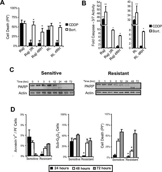 Figure 1. Therapy-resistant B-NHL cell lines undergo delayed apoptosis when treated with bortezomib. (A) After a 72-hour incubation, bortezomib (25nM) induced the death of an approximately equal (P > .05) percentage of therapy-sensitive (Raji, RL) and therapy-resistant (Raji 2R, Raji 4RH, RL 4RH) cells. Data shown represent the average percent of propidium iodide–positive (PI+) cells ± SD from at least 5 independent experiments. Asterisks (*) indicate a significant increase compared with killing by cisplatinum (CDDP; 100μM). (B) Forty-eight hours following incubation with bortezomib (25nM), increased caspase-3/7 activity was detected in sensitive and resistant cells. Data shown are from 1 representative experiment repeated 3 times. Bars represent the average caspase-3/7 activity from quadruplicate wells ± SD. Asterisks (*) indicate a significant (P < .01) increase in caspase-3/7 activity compared with vehicle-treated cells. Double asterisks (**) indicate a significant increase in caspase-3/7 activity compared with vehicle-treated cells and compared with the same treatment in resistant cells. (C) A kinetic analysis of PARP cleavage indicated that sensitive cells undergo apoptosis more rapidly than resistant cells. PARP cleavage was observed following 24 hours of incubation of sensitive cells (Raji shown here) with 25nM bortezomib but not until 48 hours following incubation of resistant cells (Raji 4RH shown here) with 25nM bortezomib. Western blots shown are from a representative experiment that was repeated twice. (D) Analysis of apoptotic markers by flow cytometry confirmed that bortezomib (25nM) induced apoptosis with delayed kinetics in resistant cells (Raji 2R shown here) compared with sensitive cells (Raji shown here). Data shown represent the average ± SD of at least 3 independent experiments. Asterisks (*) indicate a significant (P < .05) difference between sensitive and resistant cells at a given time point. Other sensitive and resistant cell lines exhibited similar kinetic responses to bortezomib treatment (data not shown).