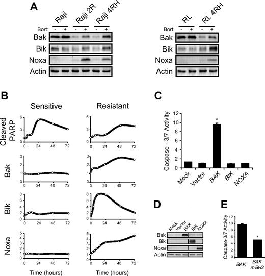 Figure 2. Bak, Bik, and Noxa protein levels increase following bortezomib treatment of resistant cells. (A) Western blot analysis of whole cell lysates collected 24 hours following bortezomib (25nM) treatment of sensitive (Raji, RL) or resistant (Raji 2R, Raji 4RH, RL 4RH) cells demonstrated a striking increase in the expression of Bak, Bik, and Noxa in resistant but not sensitive, cells. Blots shown are from a representative experiment repeated more than 3 times. (B) Kinetic analysis of Bak, Bik, and Noxa expression following bortezomib treatment showed that their induction occurred before caspase activation (indicated by PARP cleavage) in resistant cells (Raji 2R shown here). Induction of Bak, Bik, and Noxa was not seen following bortezomib treatment of sensitive cells (Raji shown here), yet PARP cleavage occurred more rapidly than in resistant cells. Data shown are from a representative experiment repeated twice. Other bortezomib-treated sensitive and resistant cell lines displayed similar kinetics with respect to PARP cleavage along with Bak, Bik, and Noxa expression (data not shown). (C) Resistant cells (Raji 2R shown here) expressing a Bak transgene rapidly undergo apoptosis as indicated by caspase-3/7 activity. Eighteen hours following transfection of pIRES2-EGFP containing either a BAK1, BIK, or PMAIP1 (Noxa) transgene, or empty vector as a control, resistant cells were assayed for caspase-3/7 activity. Data shown are from a representative experiment repeated at least 3 times. Bars represent average caspase-3/7 activity from triplicate wells ± SD. Asterisks (*) denote a significant (P < .01) increase in caspase-3/7 activity compared with vector transfected cells. (D) Western blot confirmed expression of Bak, Bik, and Noxa transgenes. (E) Mutation of the BH3 domain of Bak abrogates its ability to induce apoptosis as indicated by caspase-3/7 activity. Data shown are from a representative experiment repeated twice. Bars represent average caspase-3/7 activity from triplicate wells ± SD. Asterisks (*) denote a significant (P < .01) decrease in caspase-3/7 activity compared with wild-type Bak transfected cells.