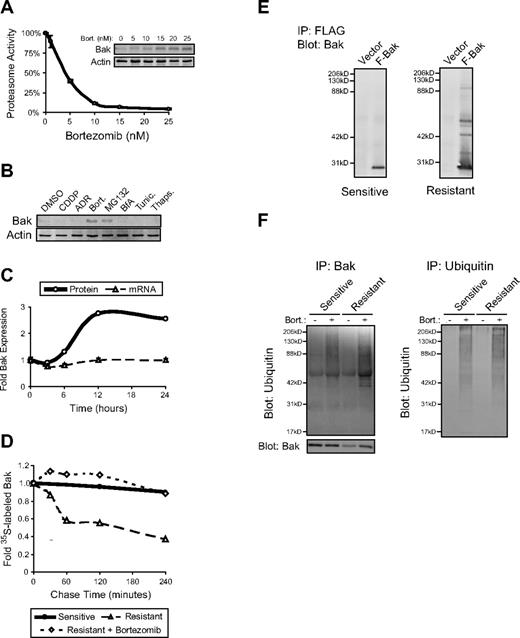 Figure 4. Bak is ubiquitinated and degraded by proteasomes in resistant B-NHL cell lines. (A) Dose-dependent inhibition of proteasome activity in resistant cells correlated with dose-dependent induction of Bak expression. Resistant cells (RL 4RH shown here) were incubated with 0-25nM bortezomib for 24 hours, then assayed for chymotrypsin-like activity of the 26S proteasome. Bak expression within the same cell population was determined by Western blot. Proteasome inhibition occurred at similar doses in other resistant and sensitive cell lines (data not shown). Bak induction correlated with proteasome inhibition in other resistant but not sensitive cell lines (data not shown). Data shown are from a representative experiment repeated 3 times. Points on the proteasome activity graph represent the average of triplicate wells ± SD (B) Increased Bak expression was observed in resistant cells treated with proteasome inhibitors and not other stress-inducing agents. Western blot analysis of whole cell lysates demonstrated increased Bak expression in resistant cells (Raji 2R shown here) treated for 48 hours with the proteasome inhibitors bortezomib (Bort.; 25nM) or MG132 (5μM) but not the standard chemotherapeutic agents cisplatinum (CDDP; 100μM) or adriamycin (ADR; 50μM), or the endoplasmic reticulum (ER) stress-inducers brefeldin A (BfA; 1 μg/mL), tunicamycin (Tunic.; 1 μg/mL), or thapsigargin (Thaps.; 1μM). (C) Incubation of resistant cells with bortezomib did not induce mRNA coding for Bak. Quantitative real-time PCR analysis of RNA extracted from resistant cells (Raji 4RH cells shown here) treated with bortezomib over a 24-hour time course showed no increased expression of BAK1, while Bak protein level within the same cell population increased approximately 2.5-fold. Data shown are from a representative experiment repeated twice. Real-time PCR data were analyzed using the ΔΔCt method and is expressed as fold change compared with time = 0 hours ± SD. (D) Bortezomib treatment of resistant cell lines stabilized expression of Bak protein. Bak stability was determined by standard 35S-methionine pulse-chase experiments. Bak was rapidly degraded in vehicle-treated (DMSO) resistant cells (open triangles) but not sensitive cells (closed circles). Incubation of resistant cells with bortezomib (50nM) stabilized the expression of Bak to a level comparable with untreated sensitive cells. Data shown are from a representative experiment repeated twice. (E) Exogenously expressed Bak appears ubiquitinated in resistant but not sensitive cells. FLAG-tagged Bak was immunoprecipitated using FLAG beads and subjected to Western blot for Bak expression. Higher molecular weight bands were detected in FLAG-IP/Bak Western blots from resistant (Raji 2R shown here) but not sensitive cells (Raji shown here). (F) Bortezomib treatment increases the ubiquitination of Bak in resistant cells. After 24 hours of bortezomib treatment (25nM), endogenous Bak or ubiquitin were immunoprecipitated from lysates of sensitive (RL shown here) or resistant (RL 4RH shown here) cells. Ubiquitin detected in the Bak IP from resistant cells increased to a greater degree following bortezomib treatment than did the ubiquitin detected in the Bak IP from sensitive cells while total ubiquitin levels increased similarly in sensitive and resistant cells treated with bortezomib.