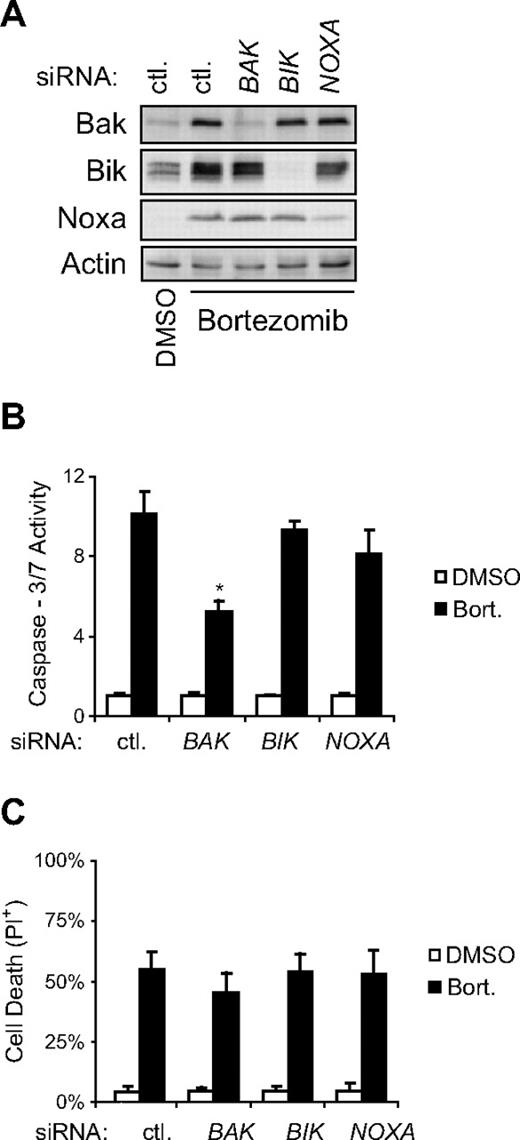 Figure 5. Increased Bak expression is required for bortezomib-induced apoptosis, but not death, of resistant cells. (A) siRNA-mediated knock-down of Bak, Bik, or Noxa was confirmed in whole cell lysates collected 24 hours following bortezomib treatment. (B) Knock-down of Bak significantly inhibited the ability of bortezomib to induce apoptosis in resistant cells (Raji 4RH shown here). Resistant cells transfected with siRNA specific for BAK1, BIK, or PMAIP1 (Noxa), or non-targeting siRNA (ctl) as a control, were treated with bortezomib (20nM) for 24 hours and assayed for caspase-3/7 activity. Data shown are from a representative experiment repeated at least 3 times. Bars indicate average caspase-3/7 activity from triplicate wells ± SD. Asterisks (*) denote a significant decrease in caspase-3/7 activity compared with ctl siRNA transfected cells within the same treatment group. (C) Knock-down of Bak (or Bik or Noxa) does not alter the ability of bortezomib to kill resistant cells (Raji 4RH shown here). Cell death was determined by propidium iodide uptake in the same population of cells from B following 72 hours of incubation with bortezomib (20nM). Data shown are the average of at least 3 independent experiments ± SD. No significant difference (P > .05) in the percentage of propidium iodide–positive (PI+) cells was seen comparing BAK1, BIK, or PMAIP1 (Noxa) siRNA transfected to control siRNA transfected cells within the same treatment group.