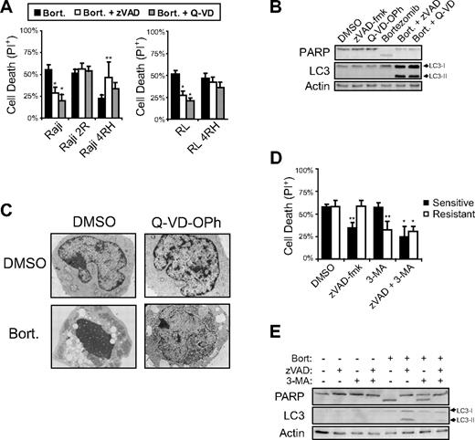 Figure 6. Caspase inhibition does not inhibit bortezomib-induced death of resistant cells and promotes phenotypic changes reminiscent of autophagy in bortezomib-treated cells. (A) Chemical inhibition of caspase activation inhibited bortezomib-induced cell death of sensitive but not resistant cells. After 72-hour incubations with bortezomib (25nM) alone or combined with the pan-caspase inhibitors zVAD-fmk (50μM) or Q-VD-OPh (5μM), sensitive (Raji, RL) and resistant (Raji 2R, Raji 4RH, RL 4RH) cells were assayed for cell death by propidium iodide uptake. Data shown are averages of at least 3 independent experiments ± SD. Asterisks (*) indicate significant (P < .05) inhibition of bortezomib-induced cell death. Double asterisks (**) indicate significant (P < .05) enhancement of bortezomib-induced cell death. (B) Western blot analysis of whole cell lysates from resistant cells (Raji 2R shown here) treated for 48 hours with bortezomib (25nM) with or without zVAD-fmk (50μM) or Q-VD-OPh (5μM) revealed that addition of pan-caspase inhibitors were sufficient to inhibit bortezomib-induced apoptosis, as demonstrated by inhibition of PARP cleavage.