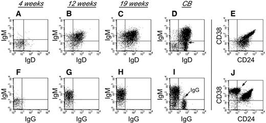 Figure 3. Human B-cell development in NSγ mice. Human B-cell development within spleens was characterized in NSγ mice. Four weeks after transplantation, the human CD19+ cells did not express any significant surface IgM, IgD, or IgG (panels A,F; n = 6). Twelve weeks after transplantation, the human CD19+ cells coexpressed IgM and IgD; however, surface IgG was not expressed (panels B,G; n = 5). At 19 weeks after transplantation, the human CD19+ cells also coexpressed IgM and IgD; but surface IgG was not expressed (panels C,H; n = 7). In control samples, CD19+ B cells from CB contain subpopulations that coexpress IgM and IgD (D), but also contain cells that express IgG (I, see arrow). The CD19+ human B cells within NSγ spleens coexpress intermediate to high levels of CD24 and CD38 at both 12 (not shown) and 19 weeks after transplantation (E). CD19+ CB cells contain immature CD24+ CD38+ B subsets of cells, but also contain CD38br CD24neg B cells that are presumably mature (J, see arrow). In each panel, total murine spleen cell preparations were initially gated to examine human CD45+ CD19+ cells that did not express murine CD45 (not shown). In control panels, total CB cell preparations were similarly gated to examine CD45+ CD19+ cells (not shown).