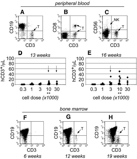 Figure 4. The emergence of human T cells to the peripheral blood of NSγ mice. (A-E) For each mouse, the numbers of human CD45+ CD3+ T cells were quantified per microliter of peripheral blood (A), which coexpress canonical T-cell antigens, such as CD8 (B), but do not coexpress CD56, a defining antigen for NK T cells (C). With high transplant cell doses (≥ 10 000 cells), T cells began to emerge as early as 13 weeks after transplantation (D). By 16 weeks after transplantation, human T cells could be detected in the peripheral blood of mice that had been transplanted with ≥ 1000 cells (E). In panels D and E, the data were stratified based on the transplant dose of Linneg ALDHbr CD34+ cells. Arrows indicate the first time T cells are observed for each dose. **Indicates T-cell development increased significantly at a dose of 10 000 cells (P < .05). (F-H) The human CD45+ cells within the bone marrow of NSγ mice were characterized for the presence of human CD3+ T cells. T cells were not present 6 weeks after transplantation (F; n = 5), but were present at 12 (G; n = 5) and 19-21 weeks (H; n = 16 of 32) after transplantation.