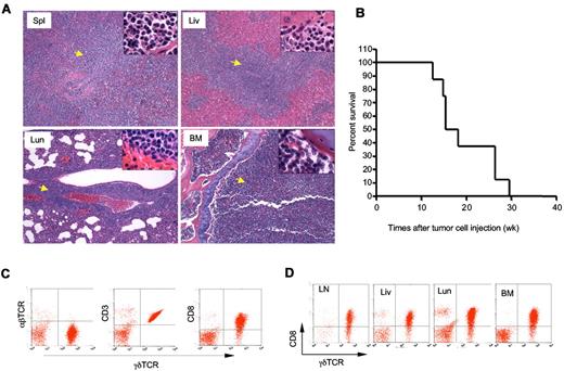Figure 5. Adoptive transfer of γδ T-cell lymphoma to Rag1−/− recipients. γδ T-cell lymphomatous cells were isolated from the lymph nodes of Id3−/− mice and injected into Rag1−/− mice (1 × 107 per mouse). (A) Histopathological analysis of the indicated tissues from a representative mouse that received T-cell lymphoma 15 weeks ago (H&E staining, 5×; the inset in each slide was an enlarged area, 100×, n = 4 mice). Spl: spleen; Liv: liver; Lun: lungs; BM: bone marrow. Arrows indicate lymphoma cells. (B) Survival curve for recipient Rag1−/− mice (n = 8 mice) that received γδ T-cell lymphomatous cells from Id3−/− donors. Lymphomatous cells from 2 separate Id3−/− mice were transferred; all 8 Rag1−/− recipient mice died before 30 weeks. The data represent 2 independent experiments. (C-D). Flow cytometric analysis of γδ T-cell lymphoma isolated from the spleen (C) or other tissues (D) of Rag1−/− mice receiving γδ T-cell lymphoma cells 15 weeks ago. LN: lymph nodes; Liv: liver; Lun: lungs; BM: bone marrow. Data shown are dot plots of indicated markers on the lymphoma cells in a representative mouse of a total of 4 mice.
