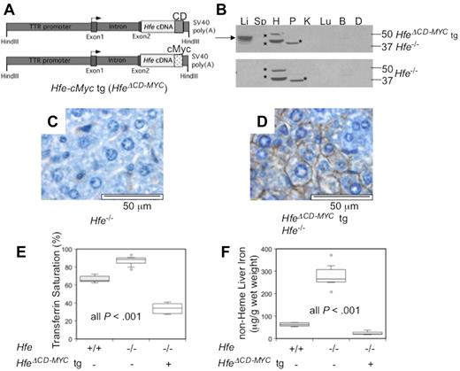 Figure 1. Phenotypic analysis of mice expressing a truncated hepatocyte-specific Hfe-cMyc transgene (HfeΔCD−MYC tg). Schematic drawing of the HfeΔCD−MYC tg (A) substituting a c-Myc epitope (cMyc) for the Hfe cytoplasmic domain (CD). (B) Hfe-cMyc protein in the liver (Li), spleen (Sp), heart (H), pancreas (P), kidney (K), lung (Lu), brain (B), and duodenum (D) of 8 week-old Hfe−/− HfeΔCD−MYC tg animals (top panel) and Hfe−/− animals (bottom panel) analyzed by Western blot. Hfe-cMyc (arrow) and non-specific bands (*) are noted. Liver immunohistochemistry for cMyc epitope in Hfe−/− (C) and Hfe−/− HfeΔCD−MYC (D) animals (magnification 80X). Box plots depicting the (E) serum transferrin saturation (%), and (F) non-heme liver iron (μg/g wet weight). The bar within the box represents the median, while the top and bottom of the box are the 75th and 25th percentiles, respectively. The top and bottom whiskers depict the 90th and 10th percentiles, respectively. Data points outside of the 10th and 90th percentiles are drawn as circles. WT (n = 7), Hfe−/− (n = 12) and Hfe−/− HfeΔCD−MYC (n = 6) are depicted. P values were calculated with Microsoft Excel 2008 Version 12.2.6 (Student t test).