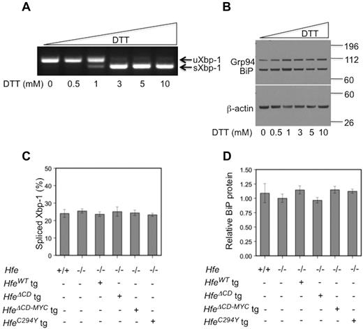 Figure 5. Hfe transgenes do not induce endoplasmic reticulum (ER) stress or the unfolded protein response (UPR). Dithiothreitol (DTT) induction (A-B) of the endoplasmic reticulum (ER) stress response in mouse embryonic fibroblast (MEF) cells. (A) Semiquantitative RT-PCR for unspliced (205 bp, uXbp-1) or spliced (179 bp, sXbp-1) Xbp-1 mRNA forms after treatment with increasing concentrations of DTT that induces ER stress. Total cell lysates (B) were analyzed for the KDEL motif-containing proteins Grp94 (Hsp90b1) and BiP (Hspa5) in MEF cells by Western blot. Equivalent loading of liver lysates was confirmed by immunoblot analysis for β-actin. ER stress in transgenic mouse livers was evaluated by measuring Xbp-1 mRNA splicing (C) using semiquantitative RT-PCR (n = 3, results presented as percentage spliced) and protein expression of BiP (D, n = 3), an ER-resident chaperone, relative to β-actin. Mean protein expression for Hfe−/− mice was set as 1.0 and all other data were expressed in relation to this. (D-E) All comparisons are statistically not significant.
