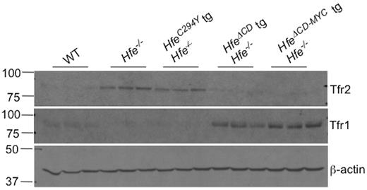 Figure 6. Tfr1 and Tfr2 protein expression in Hfe−/− Hfe-transgenic animals. Liver protein lysates were analyzed for Tfr2 (top panel) or Tfr1 protein (middle panel) in 8-week-old wild-type (WT), Hfe−/−, Hfe−/− HfeC294Y, Hfe−/− Hfe-truncated transgenic (HfeΔCD tg), or Hfe−/− Hfe-cMyc transgenic (HfeΔCD−MYC tg) animals by Western blot. Equivalent loading of liver lysates was confirmed by immunoblot analysis using anti–β-actin antibody (bottom panel).